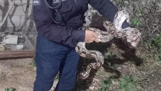 Hallan boa cerca de un gallinero en Umán