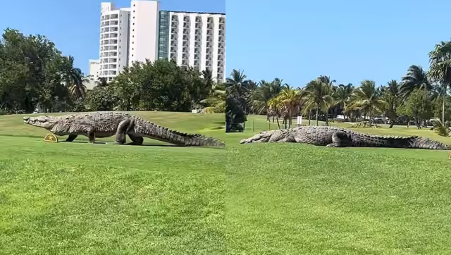 La presencia de cocodrilos es común en zonas urbanas de Cancún