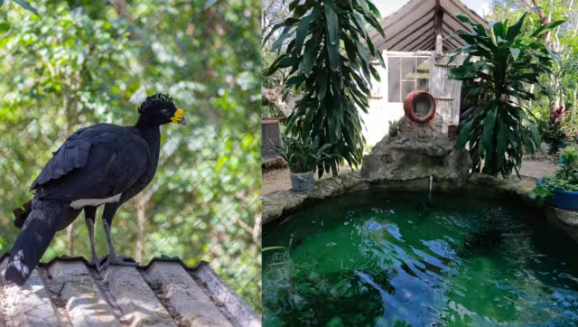 José Trinidad Poot, encargado del lugar, dijo que en este espacio protegen a más de docena y media de venados cola blanca, hocofaisanes, tepezcuintles y pavos ocelados.