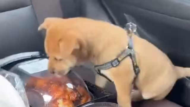Perrito se hace viral por lamer el contenedor de pollo rostizado: VIDEO