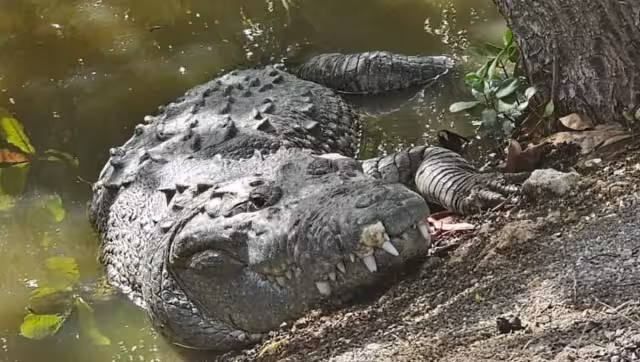 Los cocodrilos fueron captados por los vecinos de Progreso