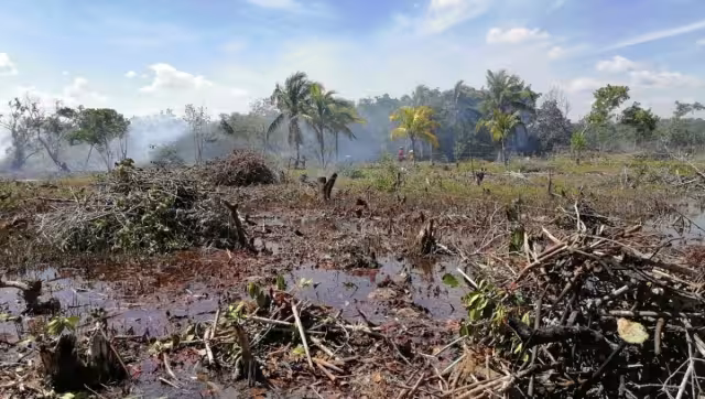 Cinco hectáreas de la reserva quedaron devastadas. Los responsables podrían ir a prisión