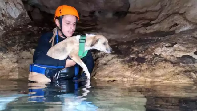 La perrita fue hallada por casualidad por un grupo de turistas