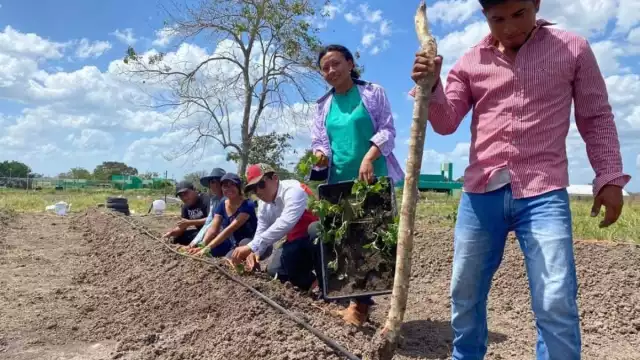 Los productores han perdido hasta 10 mil pesos en los sembrados