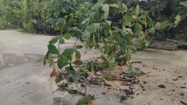 El agua acumulada ha invadido predios adyacentes e incluso se infiltró dentro de una palapa que afortunadamente está deshabitada en la zona.