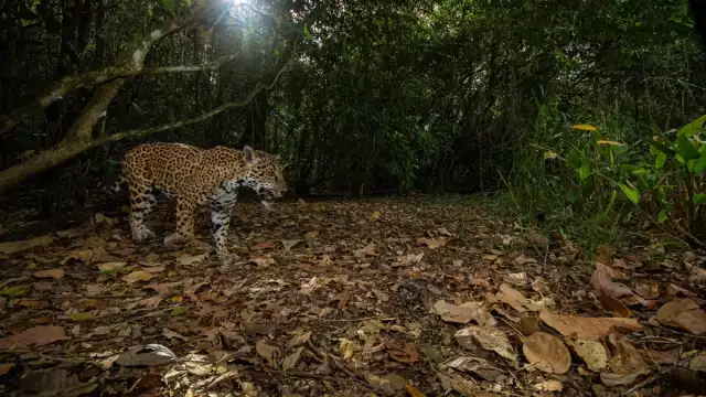 Gran Calakmul es la reserva más grande de México y la segunda tras el Amazonas