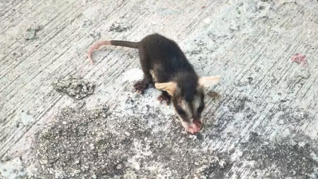 Perece fauna salvaje en Chetumal: a diario se reportan al menos 3 tlacuaches muertos en la mancha urbana