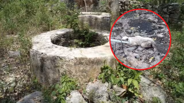 Un gato estuvo atrapado dos días al interior de un pozo en Buctzotz