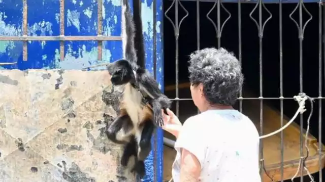 El pasado viernes se rescató otro ejemplar en la colonia Tecolutla