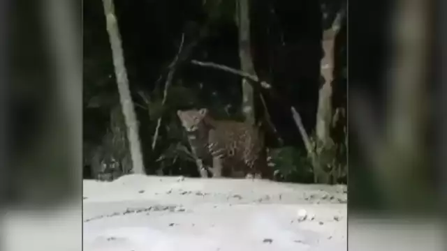 Captan jaguar en territorio campechano