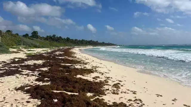 Según los informes de la Red de Monitoreo del Sargazo, el flujo constante hacia el litoral del noveno municipio no muestra signos de disminuir.