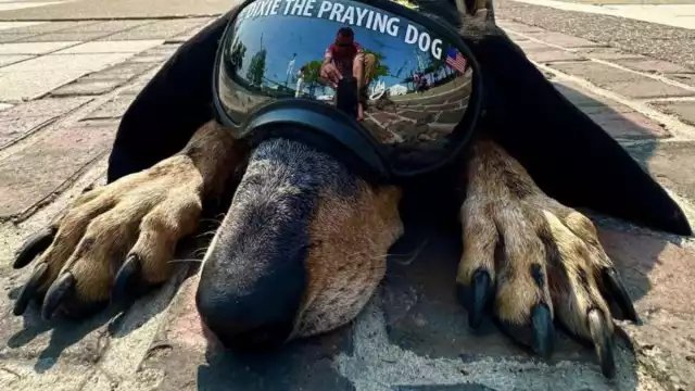 Dixie es una perrita muy sociable. Foto: Especial