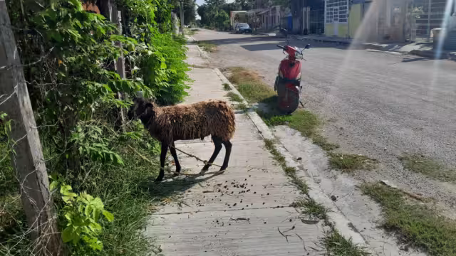 El dueño hace caso omiso a las peticiones de encerrar al borrego