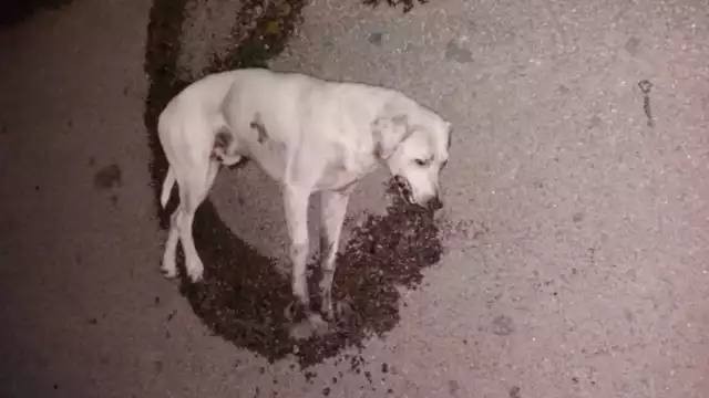 “Son muchos casos, es alarmante lo que está pasando con las mascotas”, lamentó
