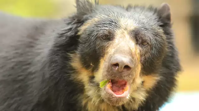 La escena sorprendió a un grupo de panaderas. Foto: Especial