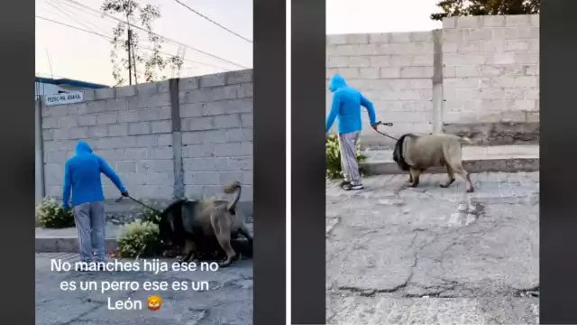 Personas pedían que se verificará la procedencia del león