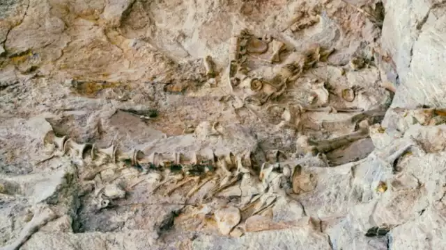 Los paleontólogos están sorprendidos por la conservación de los restos. Foto: Especial