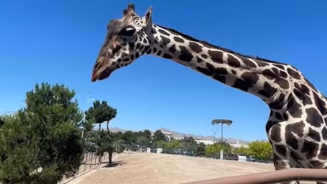 La gobernadora de Chihuahua, María Eugenia Campos Galván, acepto que Benito fuera trasladado a un espacio donde este a salvo