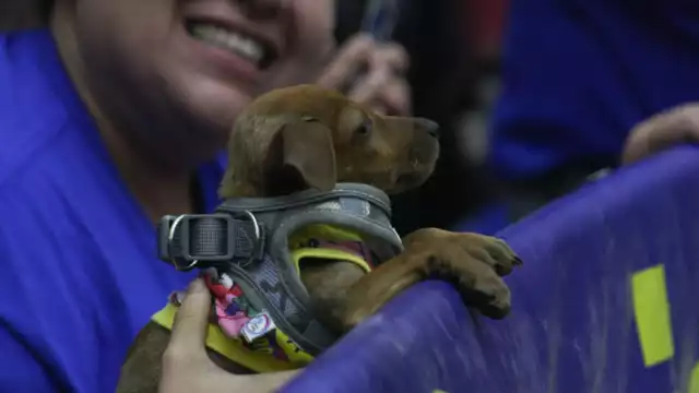 Activistas e integrantes de asociaciones en pro de los animales se hicieron presentes en el recinto legislativo