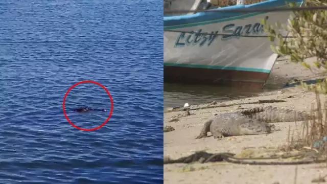 El cocodrilo se encontraba en la orilla de la playa de Chabihau