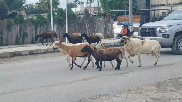 Los animales se atravesaban a los vehículos y estuvieron a punto de provocar varios accidentes.