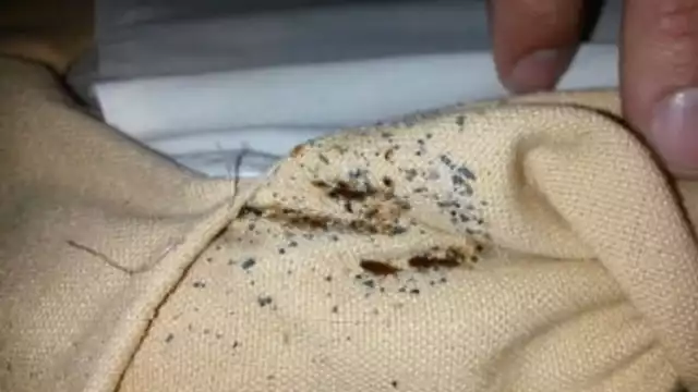 Las chinches han atacado a alumnos y docentes de la UNAM