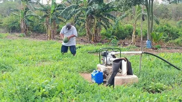 Además de plaguicidas, requieren mano de obra, fertilizantes, y gasolina