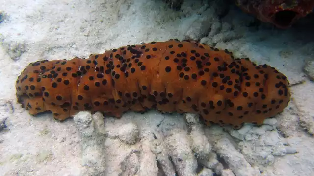 El pepino de mar café es una especie muy solicitada en el mercado asiático