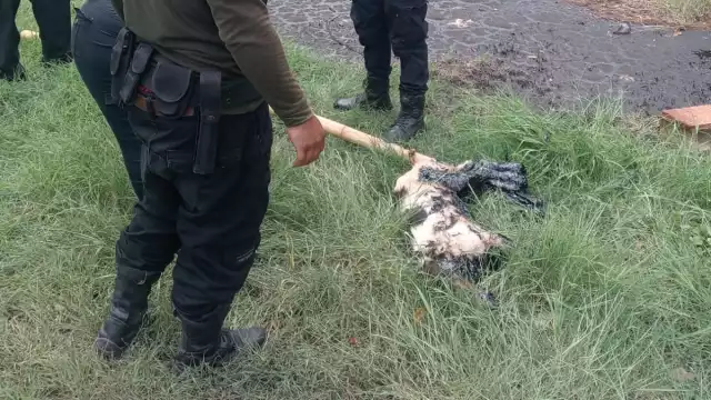 El animal llevaba más de 24 horas en el charco