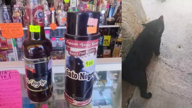 Gatos negros en Halloween