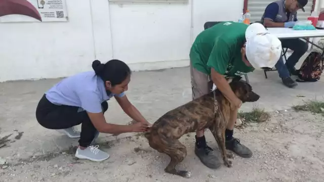 En la primera jornada intensiva se habilitaron 15 módulos de la Secretaría de Salud para inmunizar a las mascotas; también acudirán a las comunidades.
