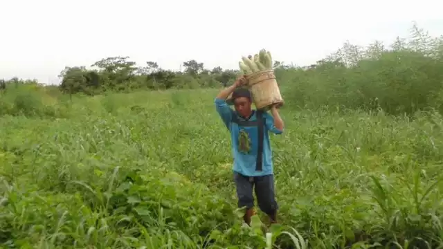 El mayor reto que enfrentan es la escasez de semillas.