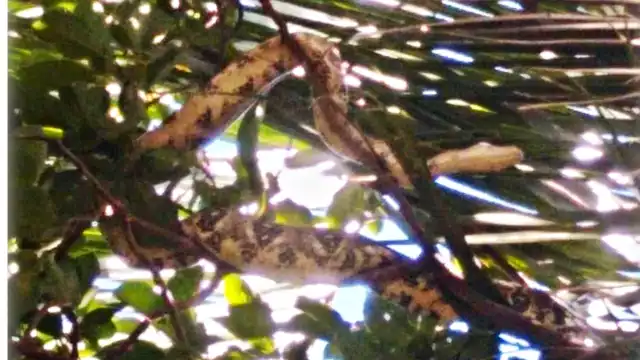 Una boa deambulaba en una palmera en el Centro de Campeche