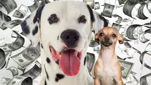 Un millonario perro busca nana. Foto: Especial