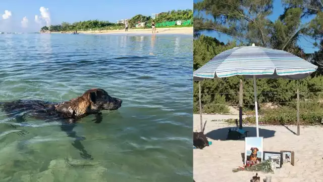 El grupo Dog Beach les hizo un homenaje en la Playa 72.