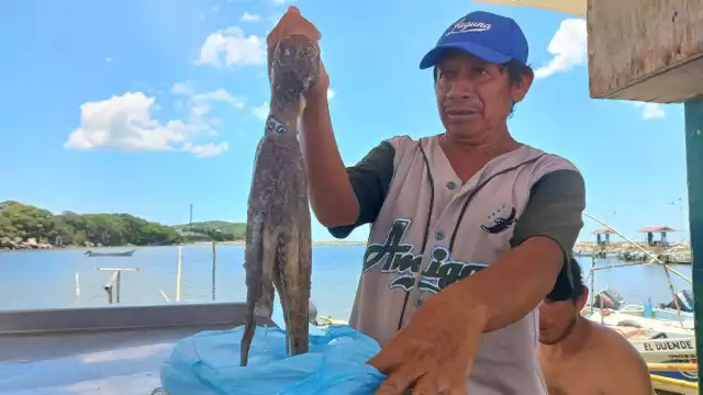 Con pocos ejemplares pescados no fue posible establecer el precio del kilo de pulpo