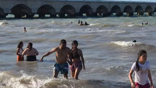 Diversos animales podrían haber ocasionado lesiones en bañistas de Progreso