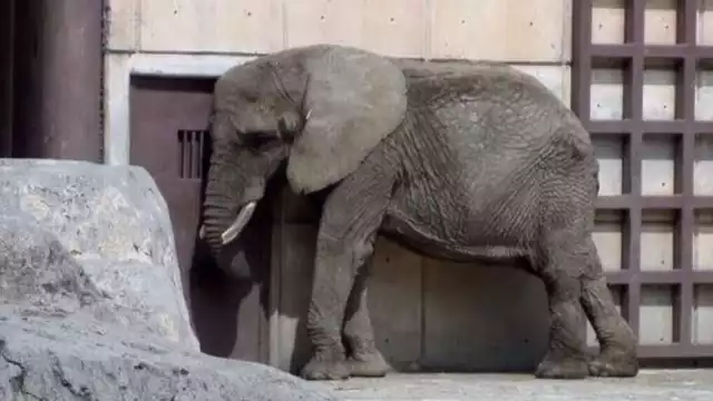 Pretenden apoyar a la elefanta Ely para enviarla a un santuario