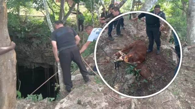 El becerro pasó varias horas dentro de un cenote en Tizimín