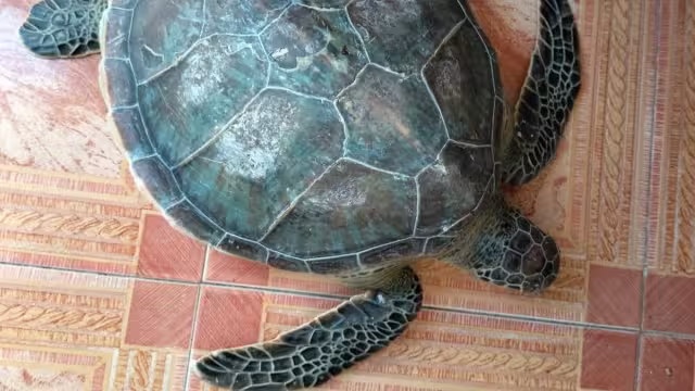 La tortuga blanca quedó a disposición de especialistas de Progreso