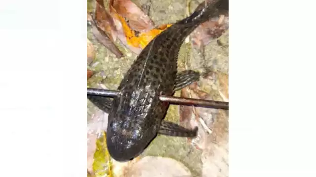 Las autoridades ambientales de Quintana Roo no han informado si han realizado alguna acción