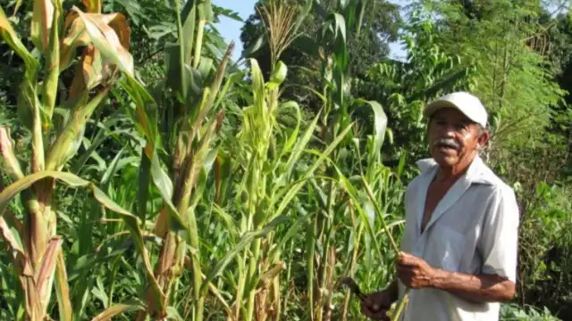 Maseca comprará el maíz campechano
