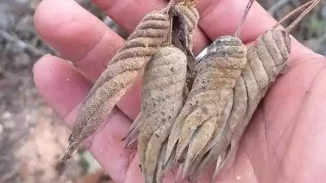 Según la creencia, el sutub cura problemas del habla