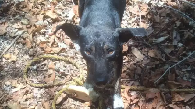 Agentes de la Policía Municipal salvan a lomitos en las comisarías de Rancho Grande y Dzonot Aké