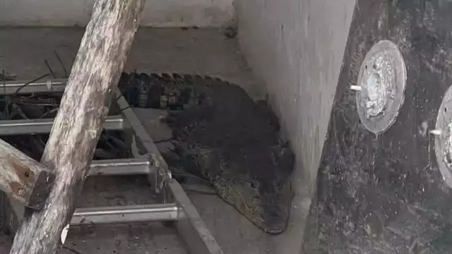 Rescatan a cocodrilo en la colonia Hacienda Chetumal