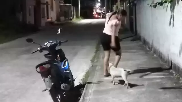 En Sabancuy existen muchos animalitos que son desatendidos por sus dueños