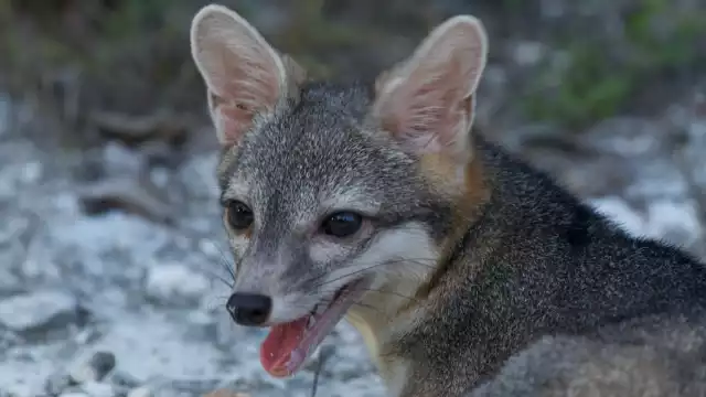 La especie no esta en peligro de extinción pero si en riesgo