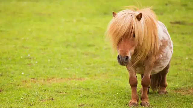 El poni de la SSP Tamaulipas ha robado la atención de policías y ciudadanos