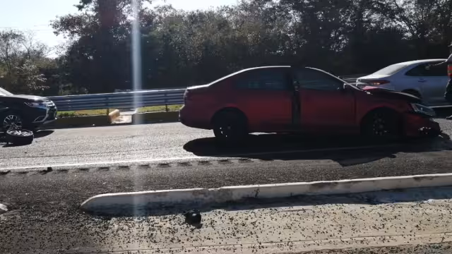 Los vecinos siempre ven al animalito deambulando por ahí