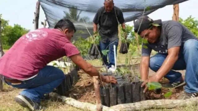 El tikln muk es una tradición maya que permite aprovechar las primeras lluvias de mayo